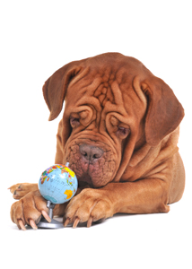 Dog looking at the atlas of the world